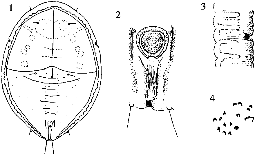 29.山枇花棒粉虱